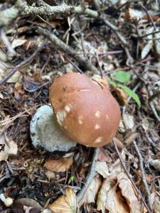 La Casa Del Gelsomino