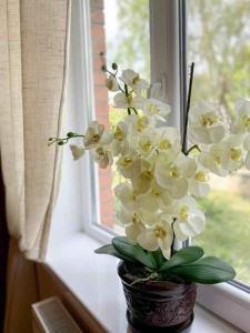 Apartments in Heviz - Balaton 54472