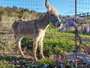 Casa La Quercia- Tra Cefalù ed il Parco delle Madonie