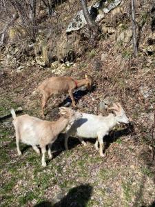 La Meizun de Charles