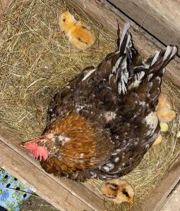 La Meizun de Charles