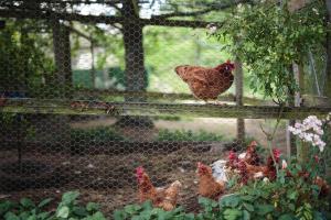 Braeside Mount Macedon Country Retreat Bed and Breakfast