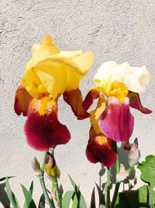 B&B / Chambres d'hotes AU COEUR DU MARAIS : photos des chambres