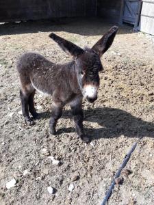 B&B / Chambres d'hotes AU COEUR DU MARAIS : photos des chambres