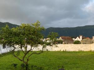 The Cedar Tree House