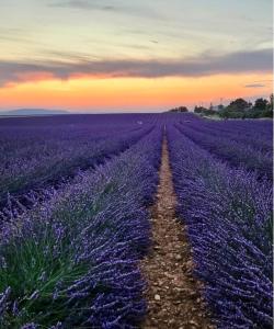 Appartements -Le Toit Terrasse - : photos des chambres