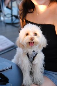 BRYK Hotel - Maestro