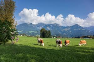 Ferienwohnungen Dankllehen