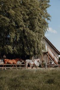 Idillyc summerhouse on horse farm Enggaarden