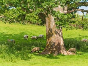 Chalet Kingfishers Lodge by Interhome