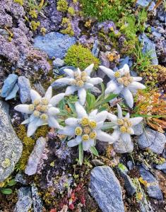 Selbstversorgerhütte N 15 Kleinwalsertal