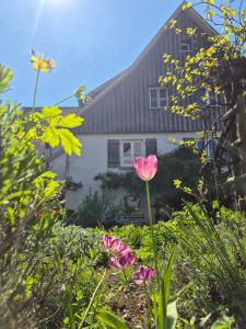Maison Fuchs - Fantastisches ehemaliges Bauernhaus mit Garten, WiFi und BBQ