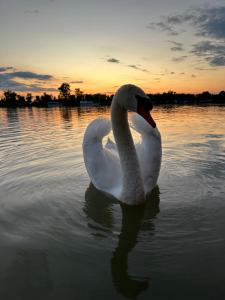 Splav na Savi