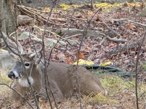 The Cozy Modern Cabin Ski & Relax