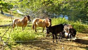Campings Lodge Holidays - Les Sapins : photos des chambres