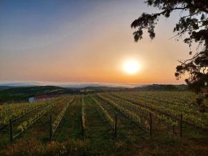 Il Sughereto In Vigna img17