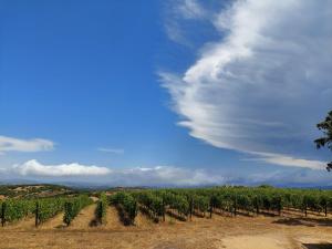 Il Sughereto In Vigna img44