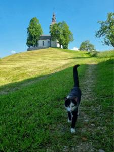 Apartma Saint Thomas