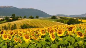 Lodge Holidays - Casa Tartufo