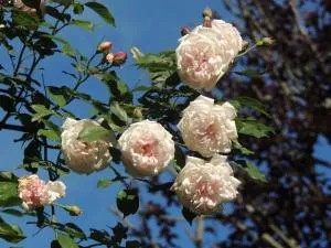 Il Faggio Rosso - Rodero