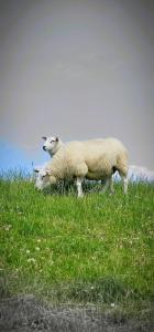 Grommy`s 2 Eckwarden