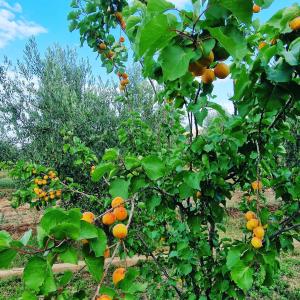 DAR MORAD VILLA AVEC PISCINE PRIVEE DANS UNE FERMe