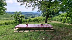 CĂ Trifolera Barbaresco - Romantico Cascinale con antica cantina nel cuore delle Langhe - DEGUSTAZIONE VINI NELLA NOSTRA CANTINA