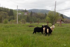 Girska Hatyna Vorohta