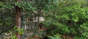Safari Hills Vythiri