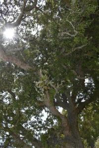 Il Vecchio Casale B&B img6