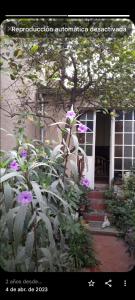 La casa del pino