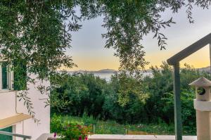 Lemon Tree House