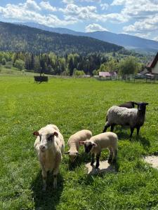 Babiogórska Stodoła