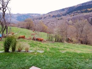 Appartements Nature and mountain studio : photos des chambres