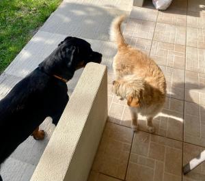 Port Rooms Pet Friendly