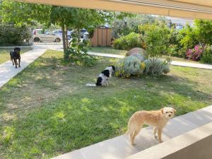 Port Rooms Pet Friendly