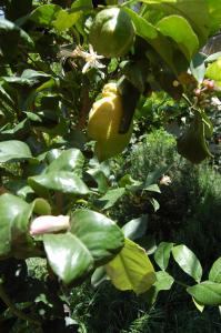 Agriturismo Furfullanu img21