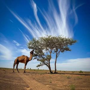 visitando el desierto