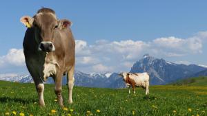 Allgaeuer-Landhaus-Stocker