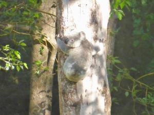 Snows Screek Retreat - The Pool & Creek Houses