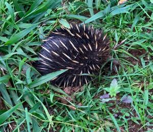 Snows Screek Retreat - The Pool & Creek Houses