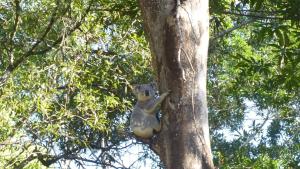 Snows Screek Retreat - The Pool & Creek Houses