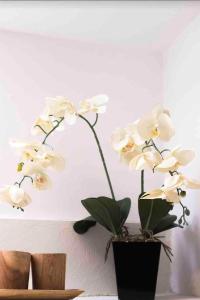 Surfers! One Bedroom Walk to Canggu Beach