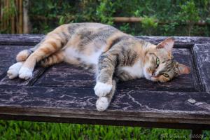 Butterfly Resort Hostel, Pai