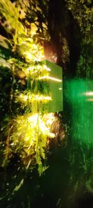 Appartements Jungle Room - Sauna, Jacuzzi, Cinema - Hyper Centre : photos des chambres