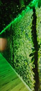 Appartements Jungle Room - Sauna, Jacuzzi, Cinema - Hyper Centre : photos des chambres