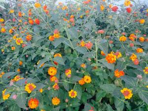 Spacious Seaside Condo with Garden & Sea-View