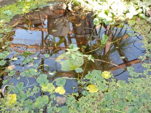 Casa Niwa koi Entre Peces en Paine