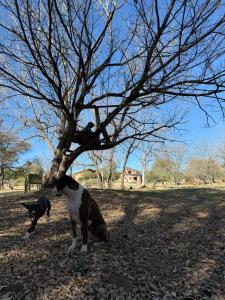 cabaña en bloke 1 dormitorio