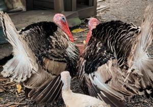 Paraíso Hortensia Honeymoon Suite